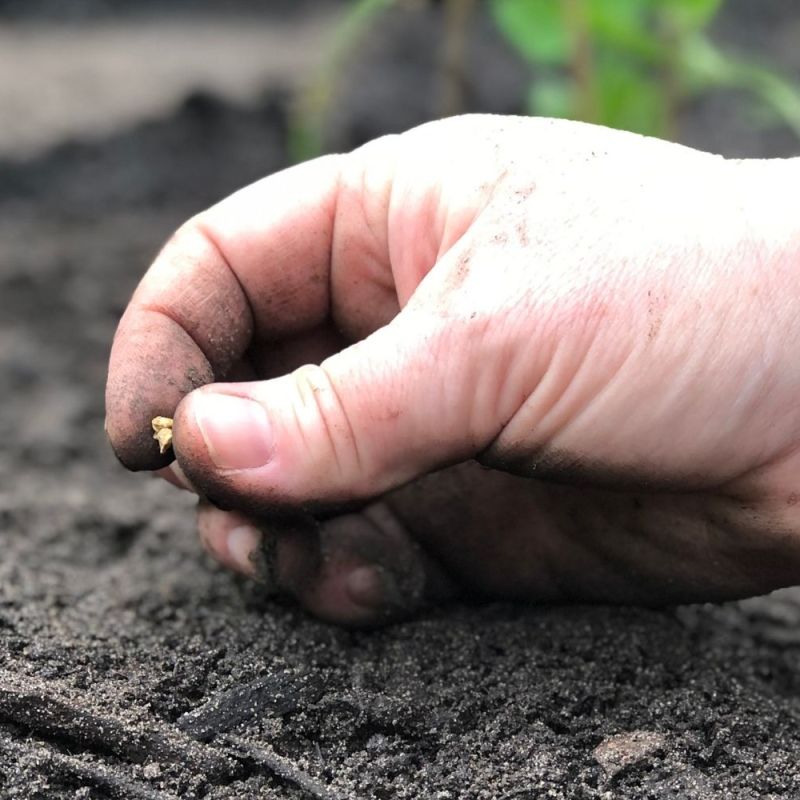 #2 Growing a&nbsp;Garden